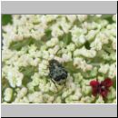 Bruchus affinis - Samenkaefer 01.jpg